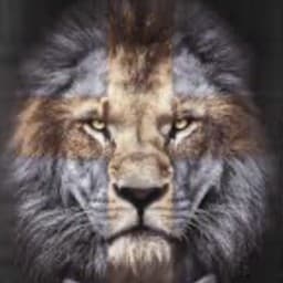 Lion and The Lamb Jiu Jitsu logo